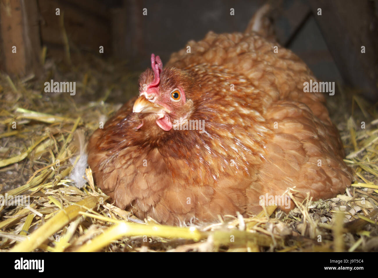 Hybride de couver leurs œufs de poule. UK Banque D'Images