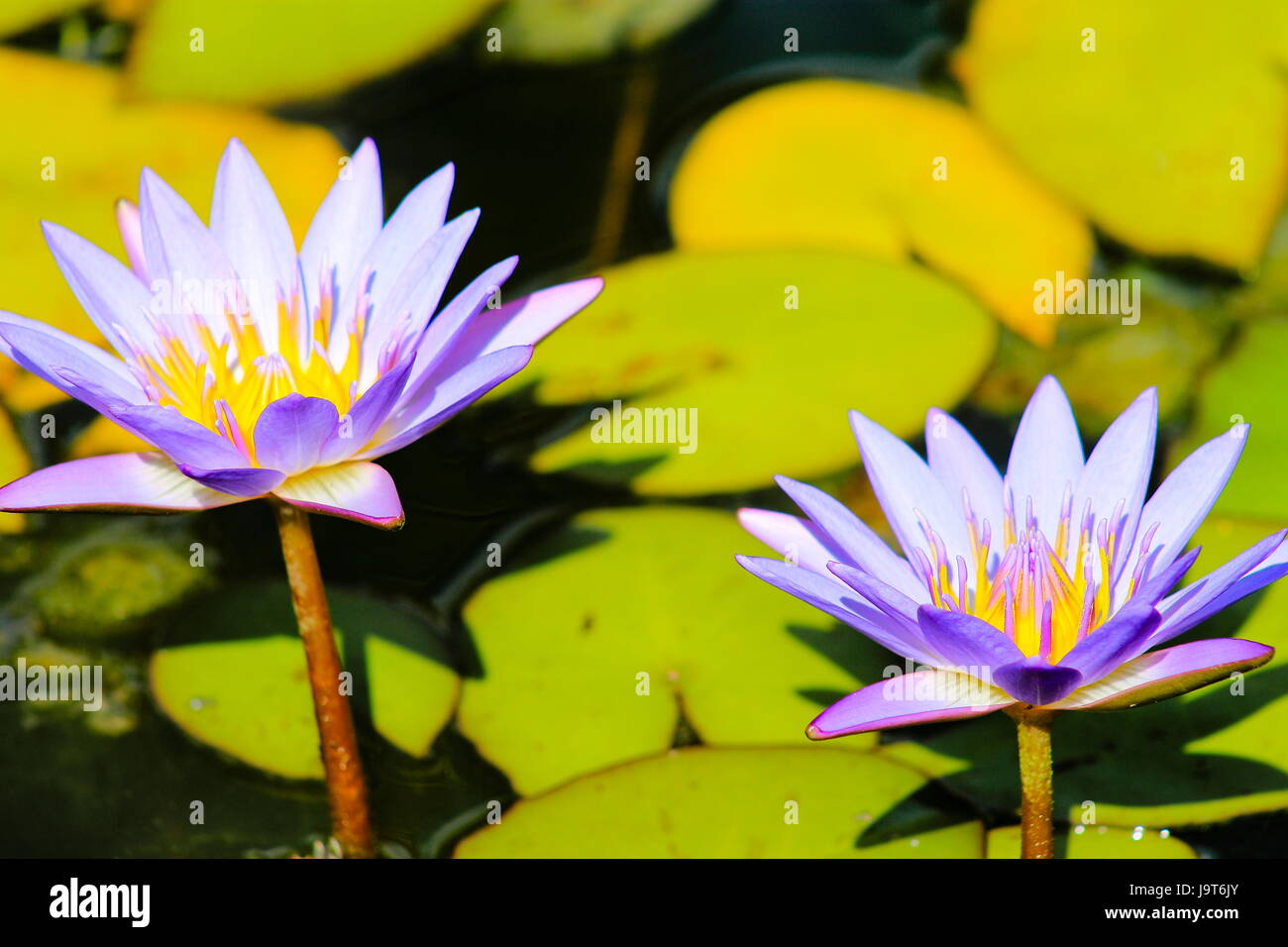 L'eau de lotus bleu (Nymphaea nouchali Lillies) Banque D'Images