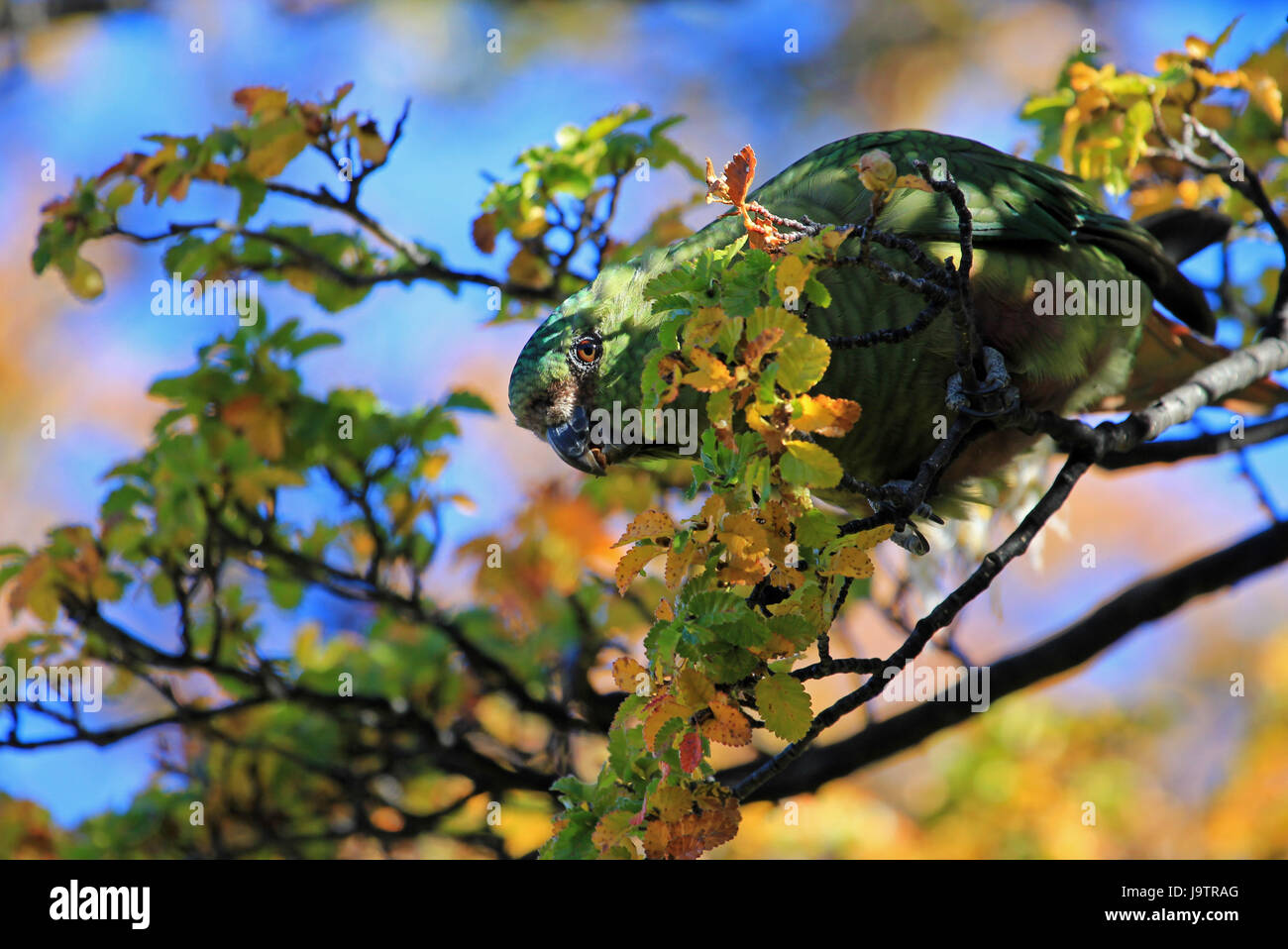 Enicognathus Ferrugineus perruche, Austral, sur un arbre, près d'El Chalten, Argentine Banque D'Images