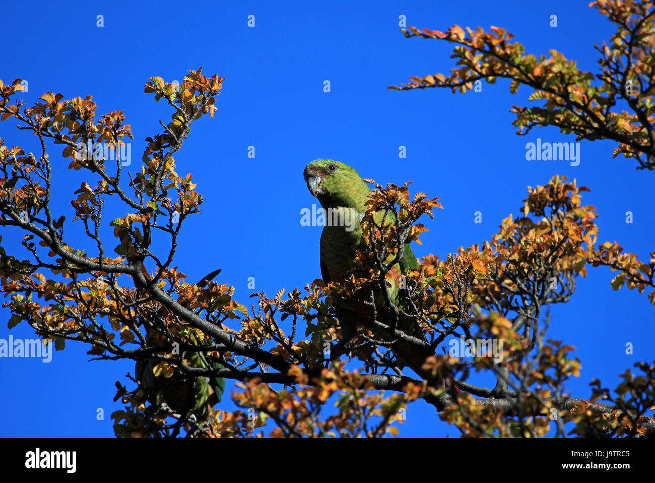 Enicognathus Ferrugineus perruche, Austral, sur un arbre, près d'El Chalten, Argentine Banque D'Images