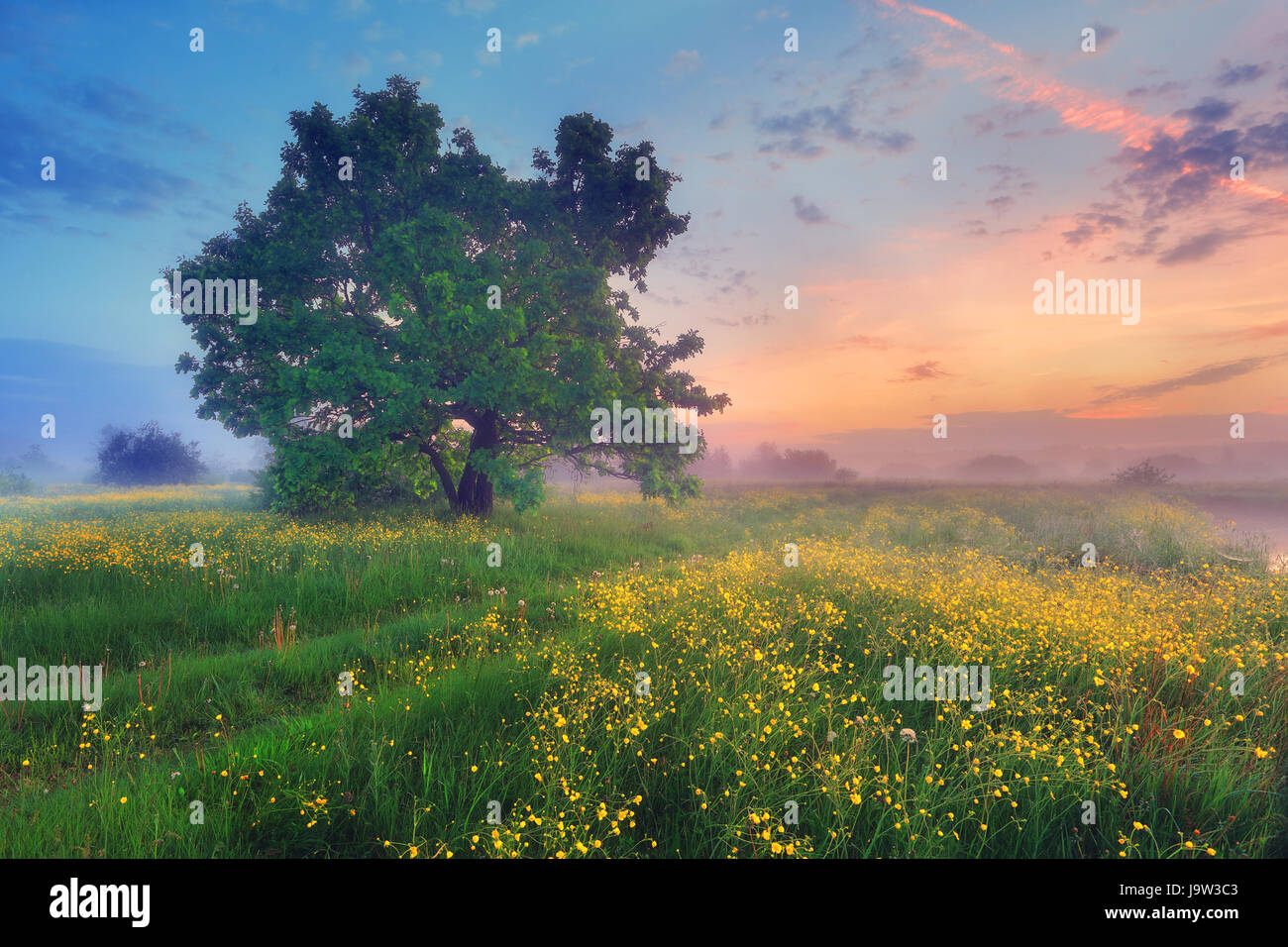 Nature de l'été le matin. Misty meadow en fleurs. Paysage d'été dynamique coloré. Banque D'Images