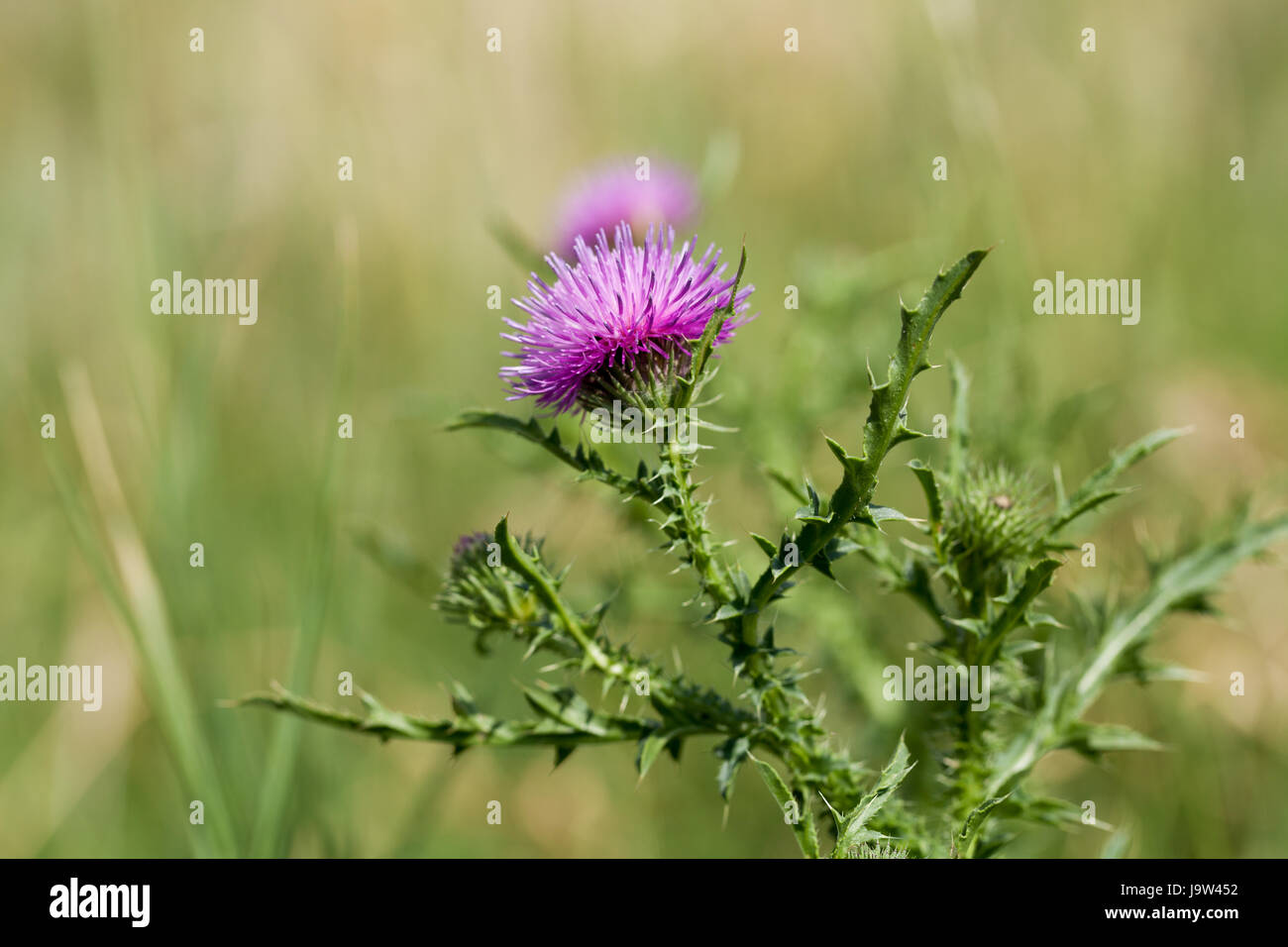 Le chardon, plante, macro, portrait, macro, admission vue en gros, fleur, plante, Banque D'Images