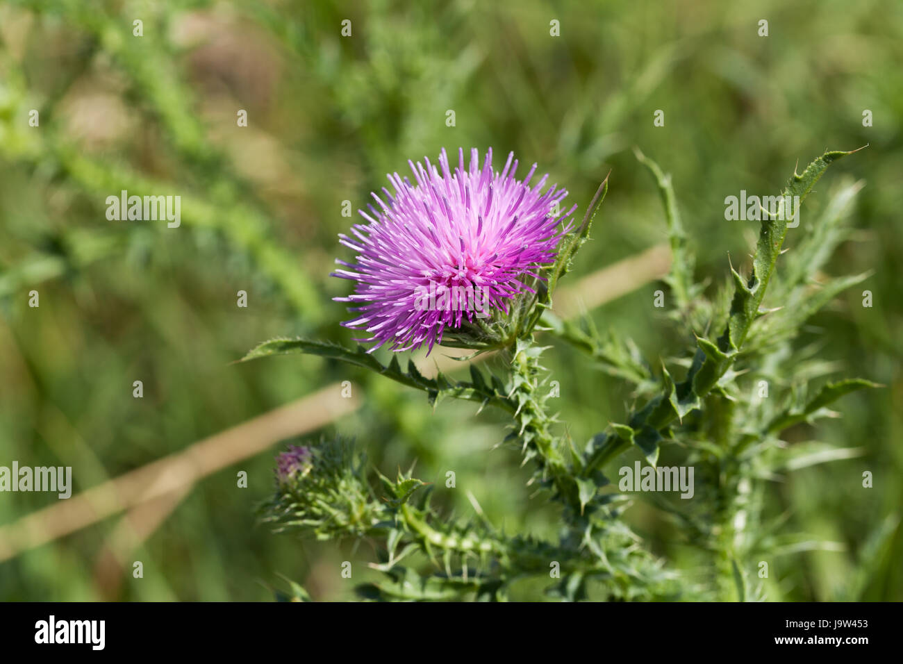 Le chardon, plante, macro, portrait, macro, admission vue en gros, fleur, plante, Banque D'Images