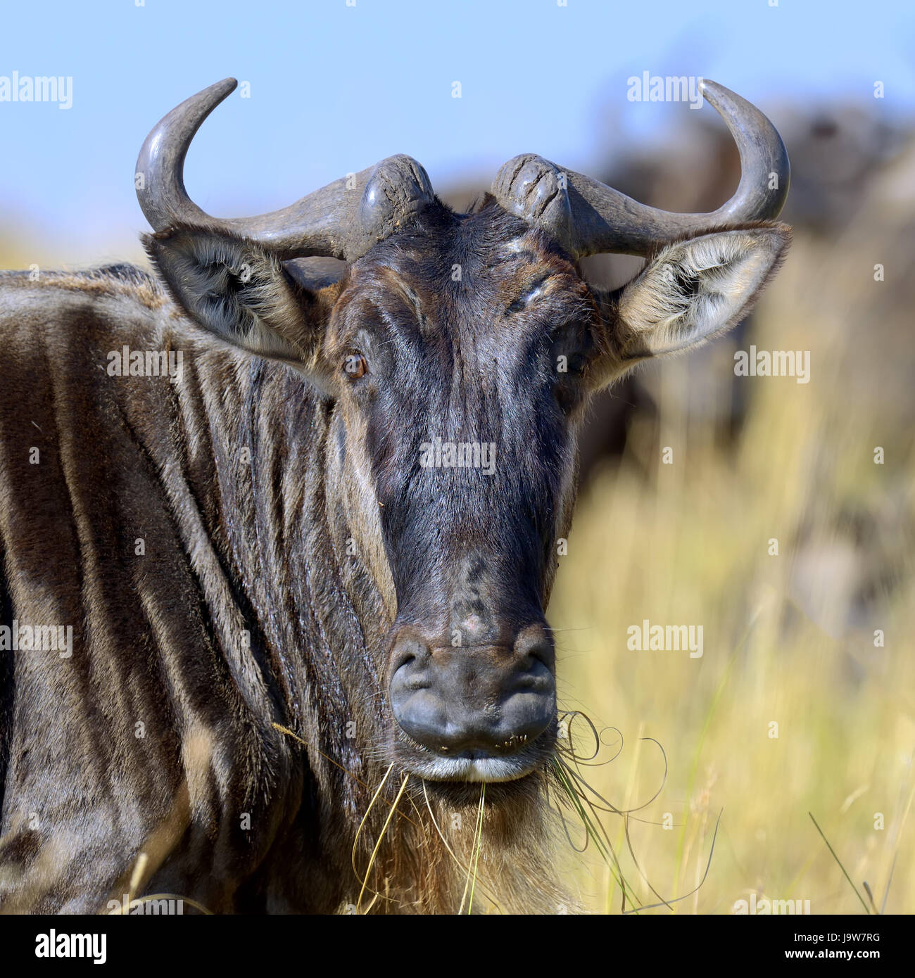 Portrait d'un gnou, parc national du Kenya, Afrique Banque D'Images