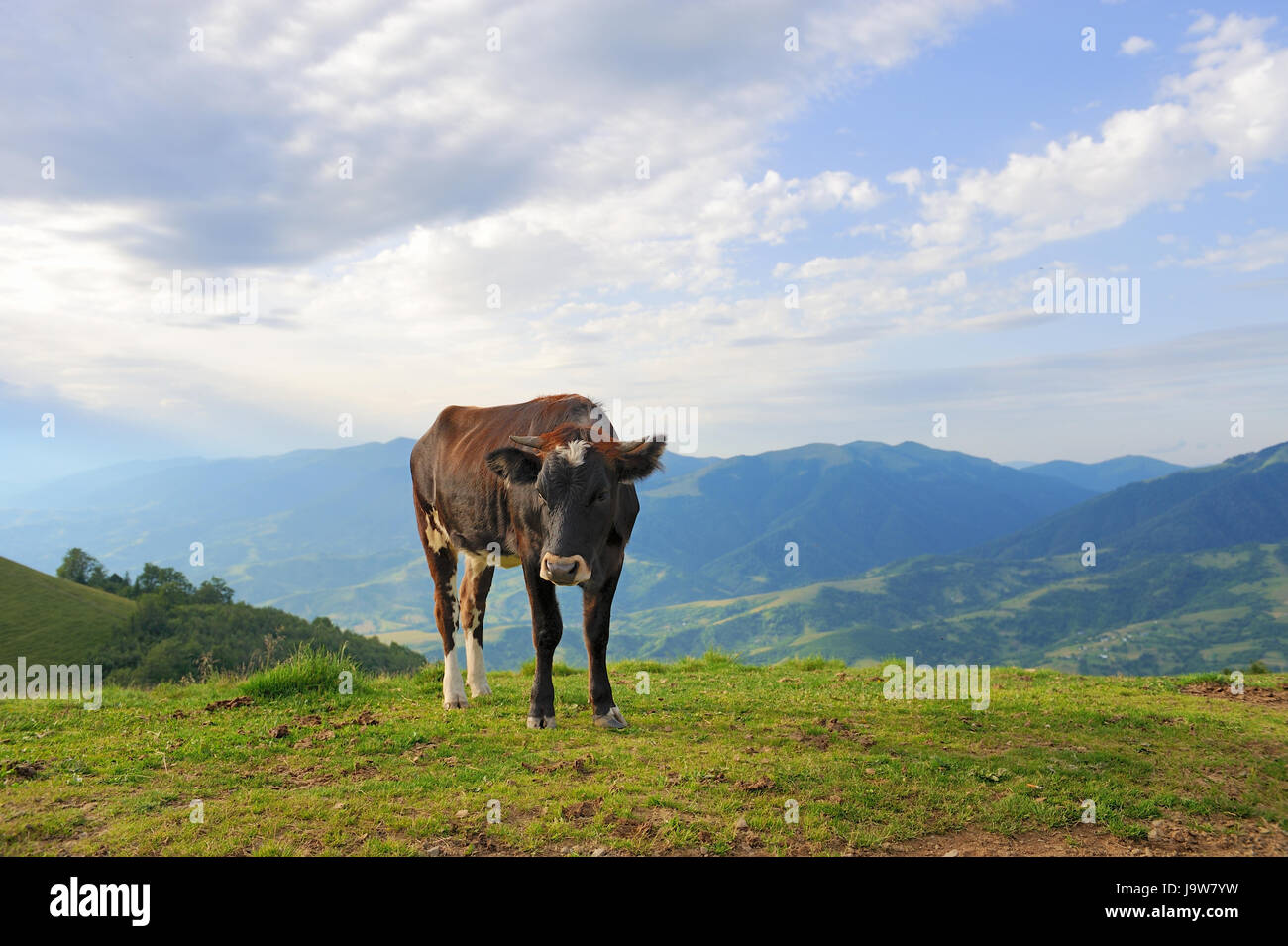 Vache brune sur l'alpage. Jour d'été Banque D'Images