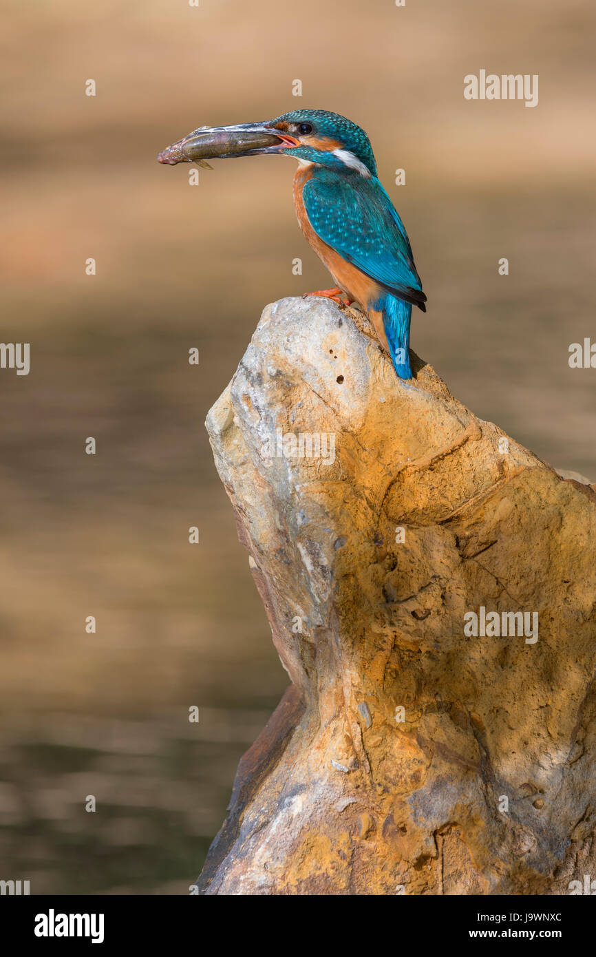 Kingfisher (Alcedo atthis commun), assis sur une pierre avec des poissons capturés dans la Réserve de biosphère de bec, Jura Souabe Banque D'Images