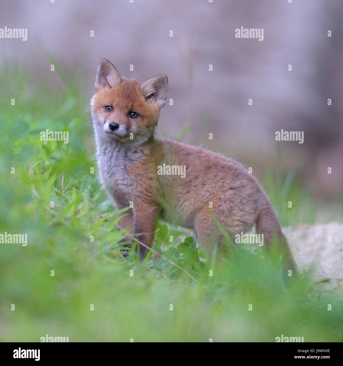 Le renard roux (Vulpes vulpes), chiot fox terrier en face de la Réserve de biosphère, Jura souabe, Bade-Wurtemberg, Allemagne Banque D'Images