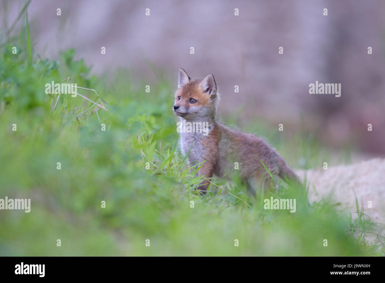 Le renard roux (Vulpes vulpes), chiot fox terrier en face de la Réserve de biosphère, Jura souabe, Bade-Wurtemberg, Allemagne Banque D'Images