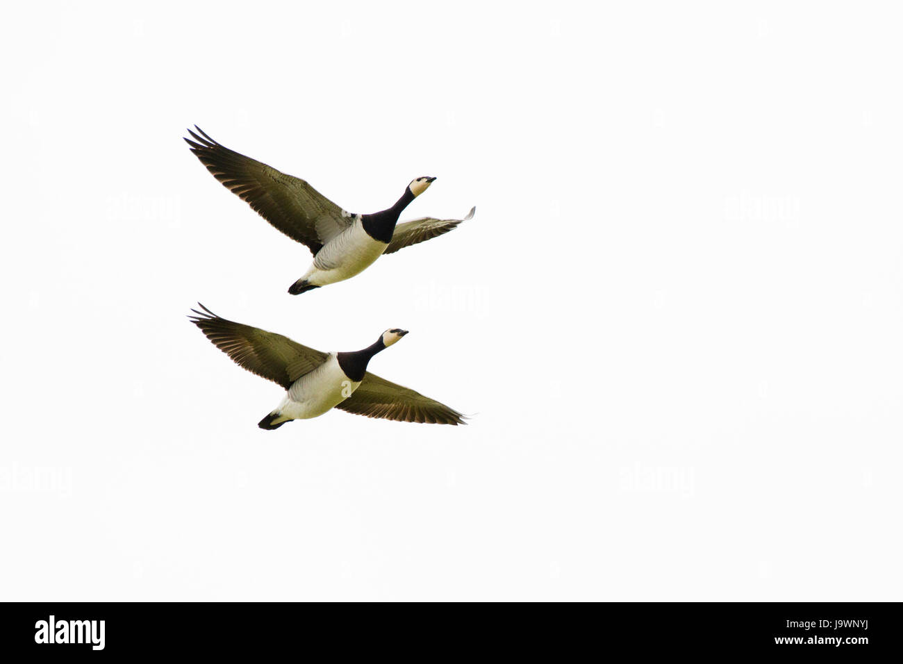 Deux oies de bernache Branta leucopsis (), en vol, Langeoog, Frise orientale, Basse-Saxe, Allemagne Banque D'Images