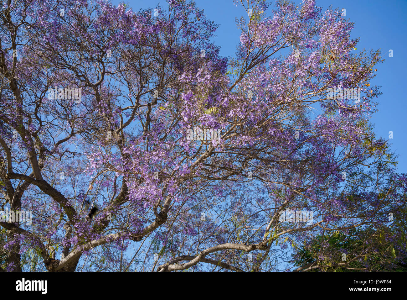 Belle fleur de jacaranda, vu à Los Angeles, Californie Banque D'Images