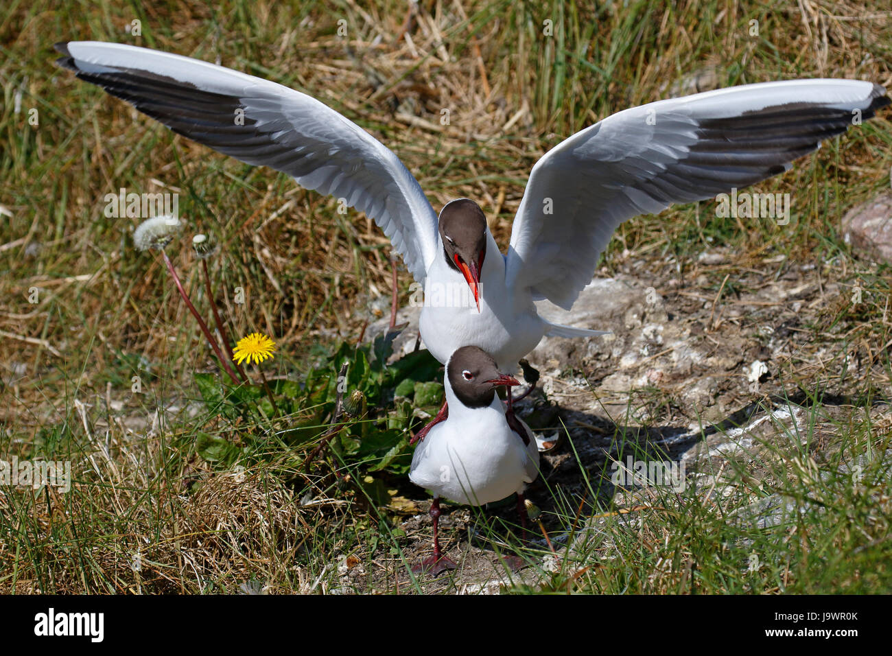 Les goélands à tête noire (Larus ridibundus), l'accouplement, la Frise du Nord, pays de la mer des Wadden Parc National, côte de la mer du Nord Banque D'Images