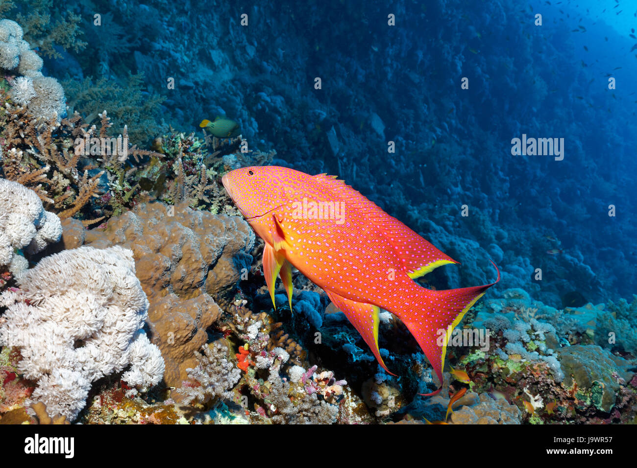 Grumes de jaune Variola louti lyretail (natation) sur les récifs coralliens, Red Sea, Egypt Banque D'Images