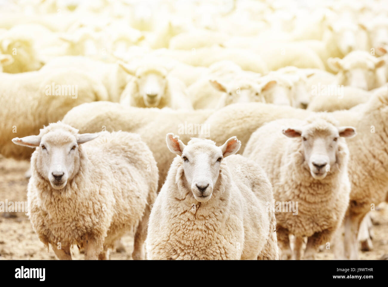 Ferme d'élevage, troupeau de moutons Banque D'Images