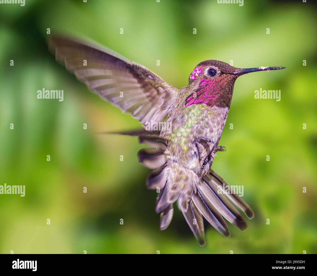 Anna's Hummingbird en vol, image couleur, Jour Banque D'Images