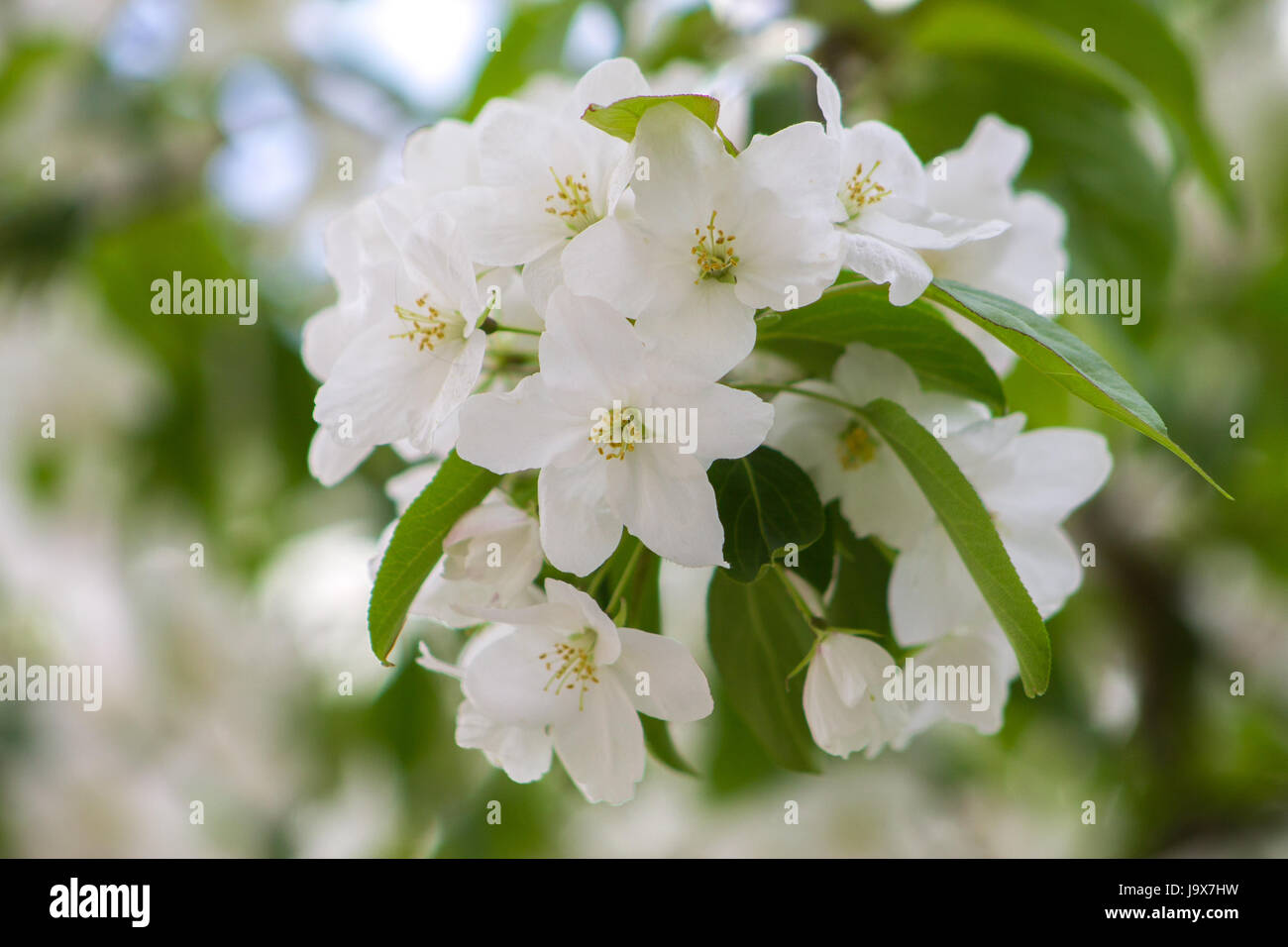 Branche d'un arbre avec des feuilles vertes et fleurs blanches. Fleurs de pommier. Banque D'Images