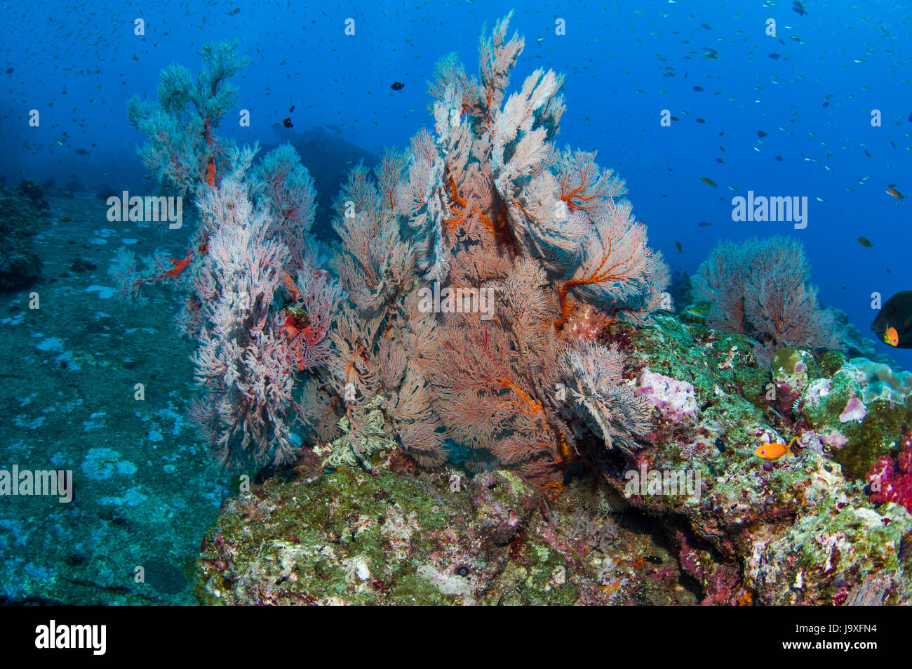Sea fan gorgones [Melithaea sp.] îles Similan, la mer d'Andaman, en Thaïlande. Banque D'Images