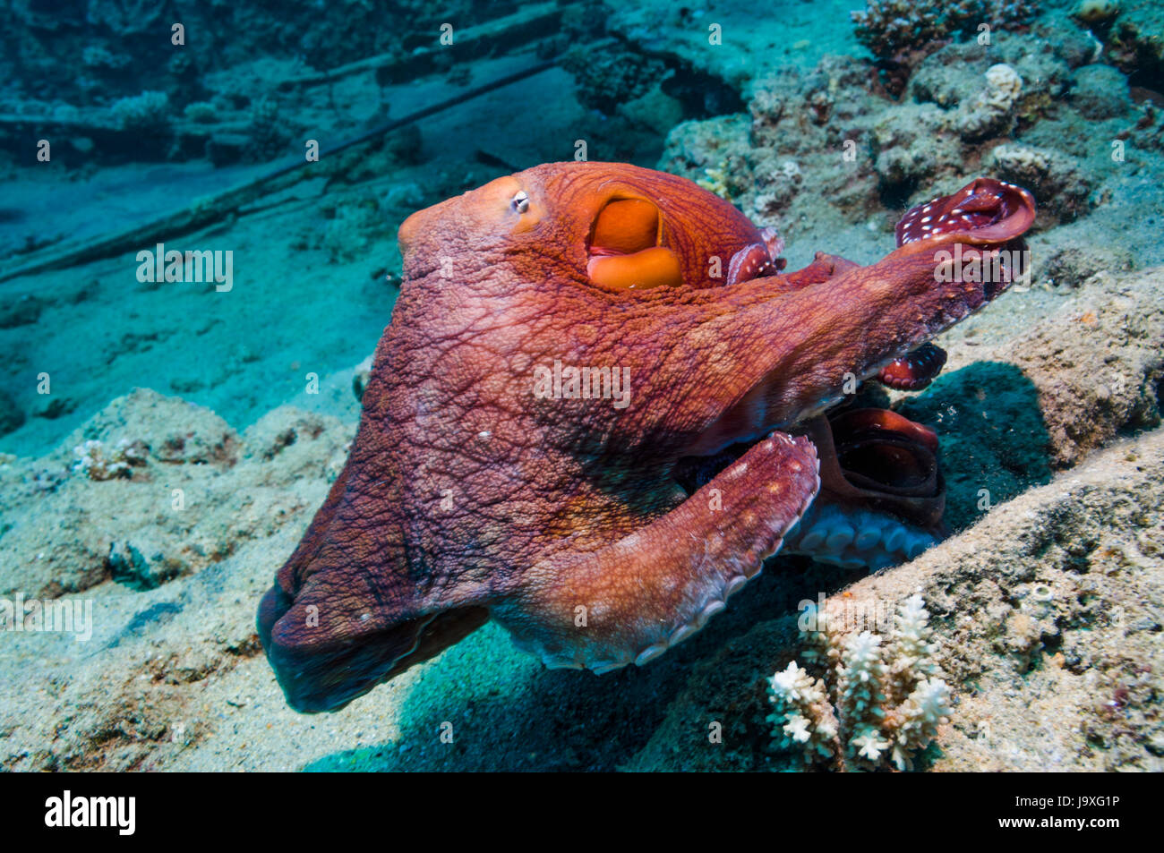 Reef octopus Octopus cyanea [piscine]. L'Egypte, Mer Rouge. Banque D'Images