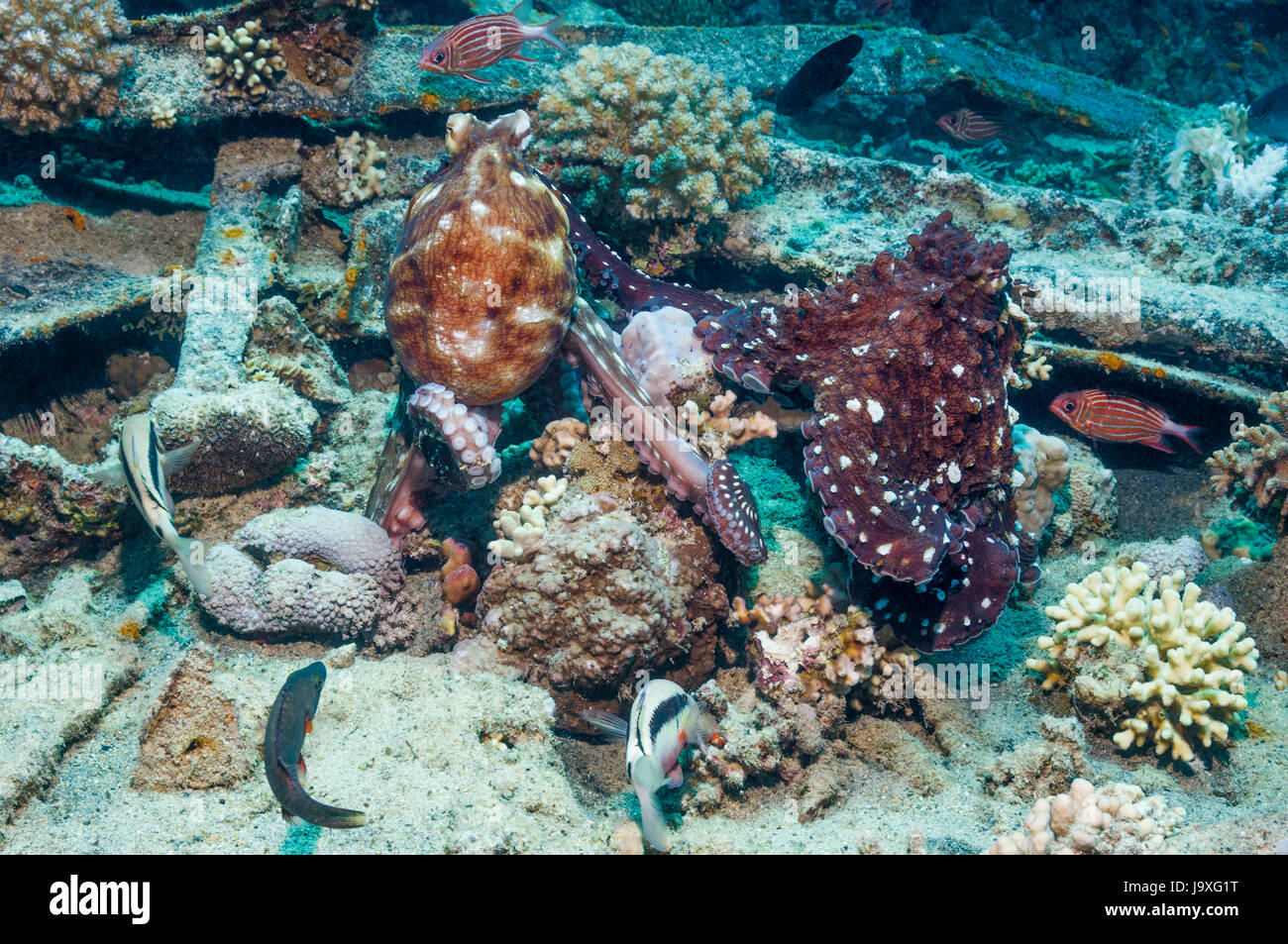 Paire de Reef octopus Octopus cyanea] [l'accouplement, sur l'épave. L'Egypte, Mer Rouge. Banque D'Images