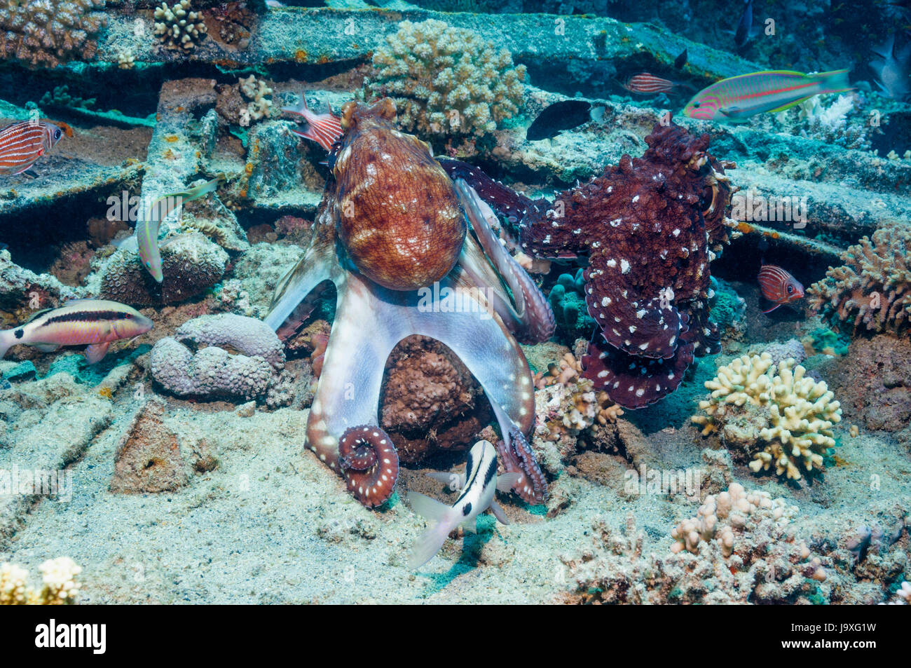 Paire de Reef octopus Octopus cyanea] [l'accouplement, sur l'épave. L'Egypte, Mer Rouge. Banque D'Images