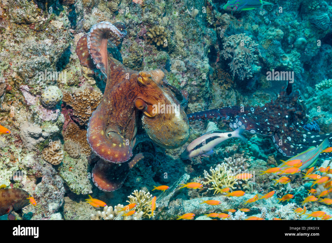 Paire de Reef octopus Octopus cyanea] [l'accouplement, sur l'épave. L'Egypte, Mer Rouge. Banque D'Images