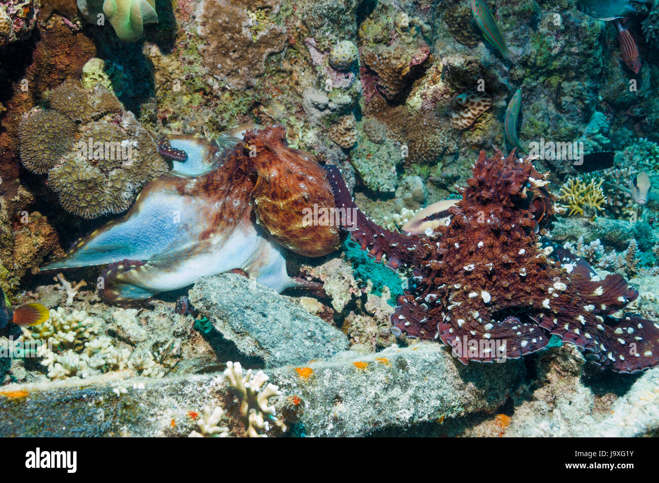 Paire de Reef octopus Octopus cyanea] [l'accouplement, sur l'épave. L'Egypte, Mer Rouge. Banque D'Images