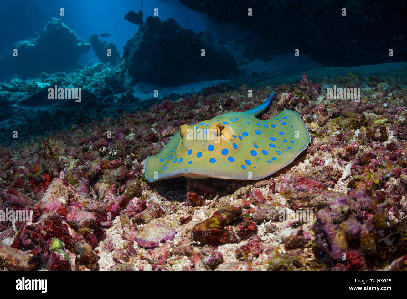 Ruban Bluespotted Taeniura lymna [ray]. L'Egypte, Mer Rouge. Banque D'Images