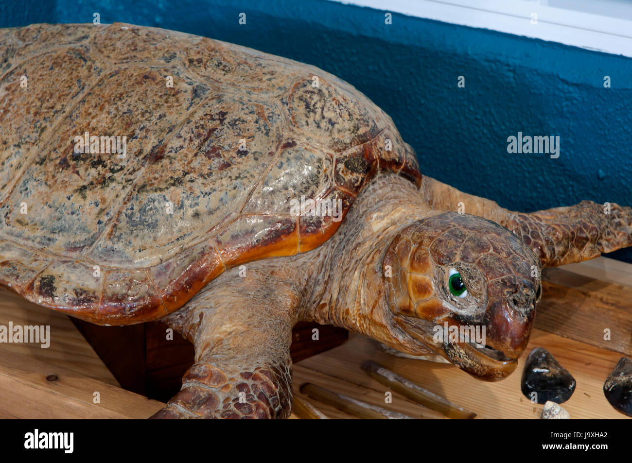 Musée de la mer - tortue caouanne, San Cibrao-Cervo, Lugo province, région de la Galice, Espagne, Europe Banque D'Images