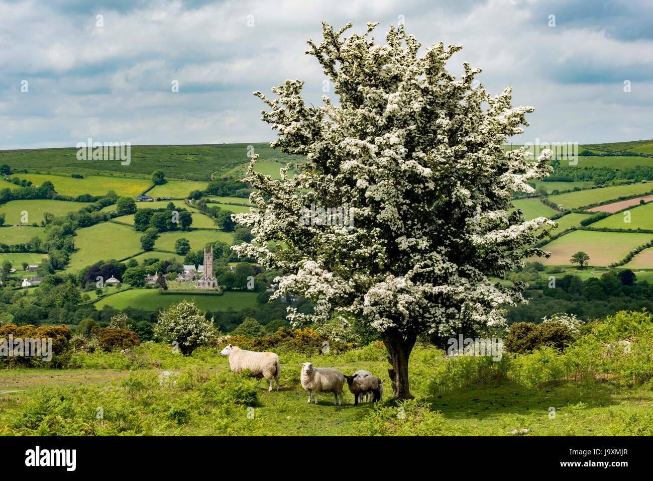 Moutons et un arbre surplombant Widecombe dans la lande. Banque D'Images