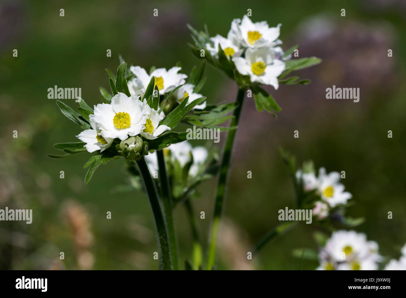 Bloom, s'épanouir, de s'épanouir et florissante, pâle, lumineux, blanc pur, blanc de neige, Banque D'Images