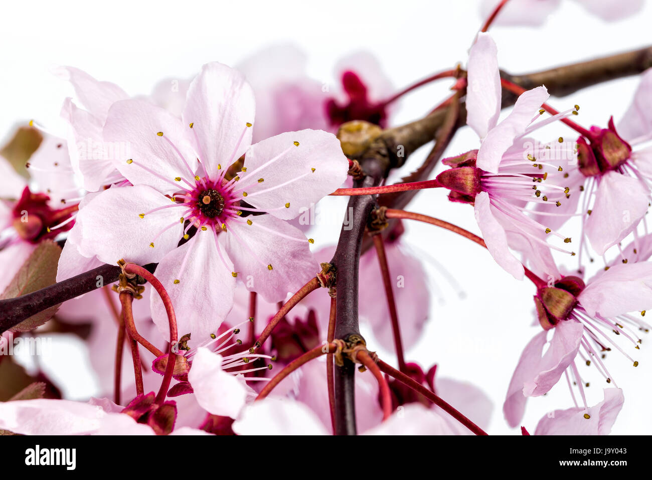 Les fleurs de cerisier d'ornement Banque D'Images