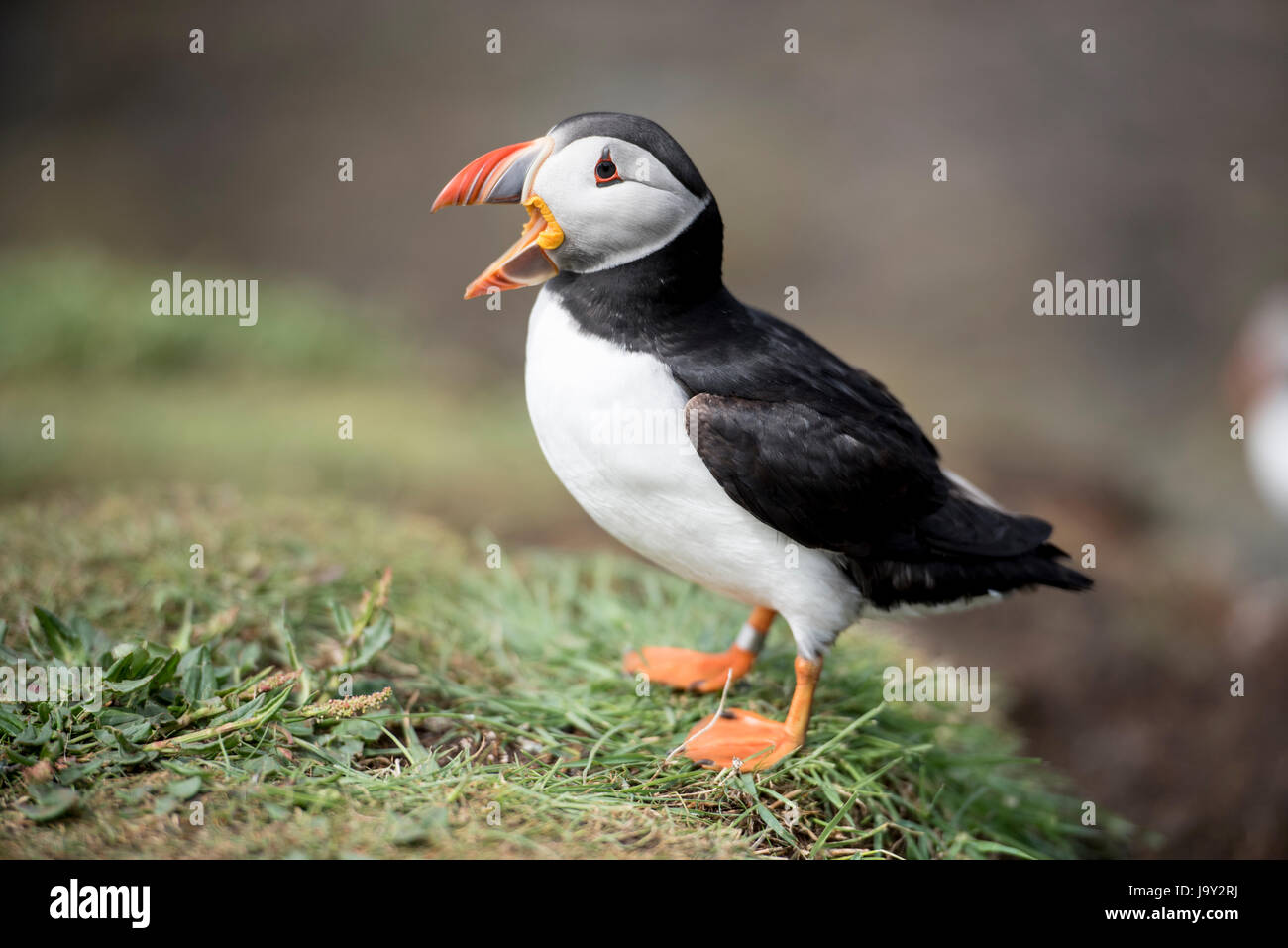 Lunga UK. 30 mai 2017. Les Macareux moines Ile de Lunga, Treshnish Isles Hébrides intérieures, l'Ecosse 30/05/2017 © Gary Mather/Alamy Live News Banque D'Images