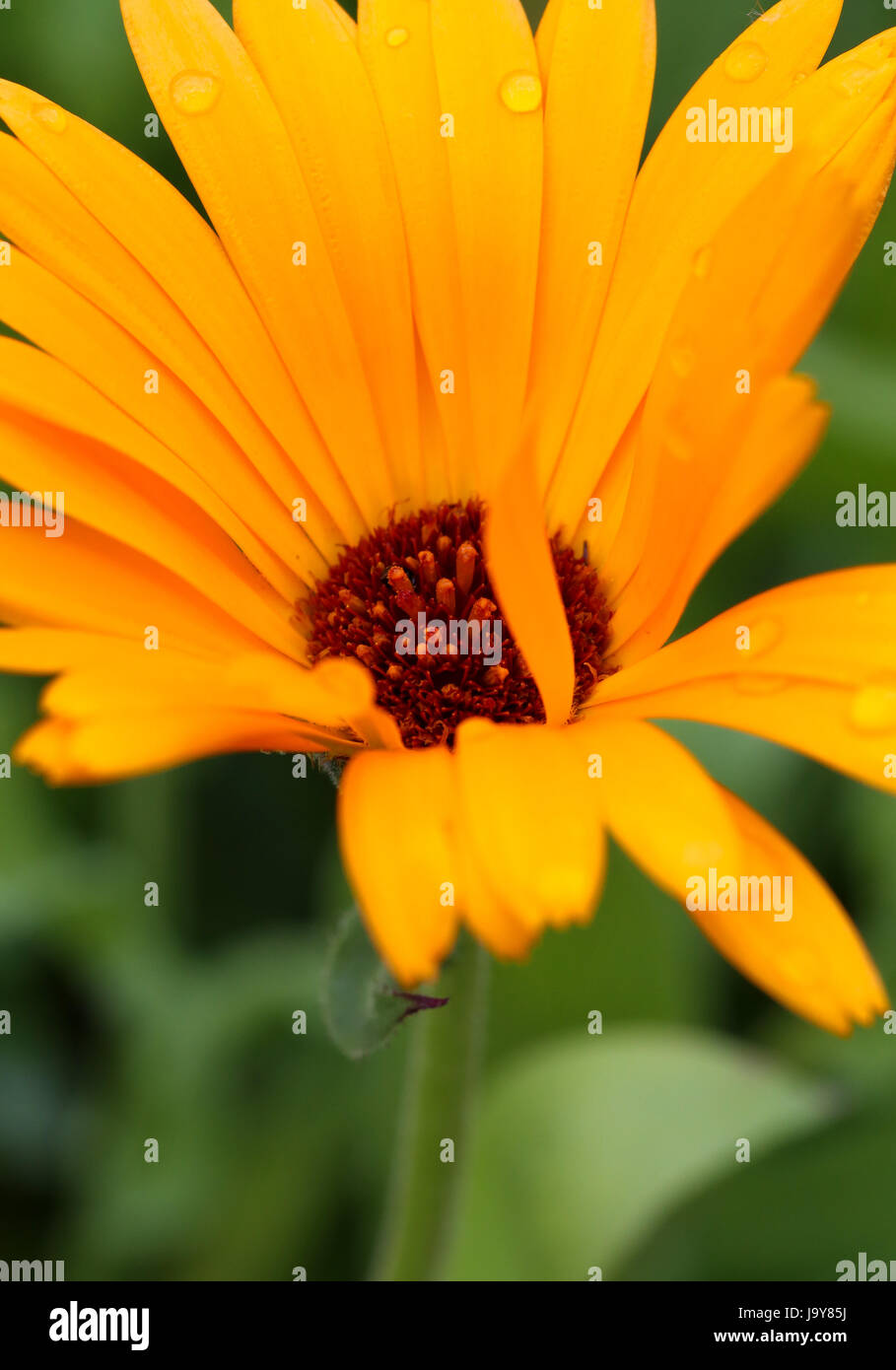 Gros plan, fleur, plante, été, summerly, Marigold, orange, à des fins médicinales, Banque D'Images