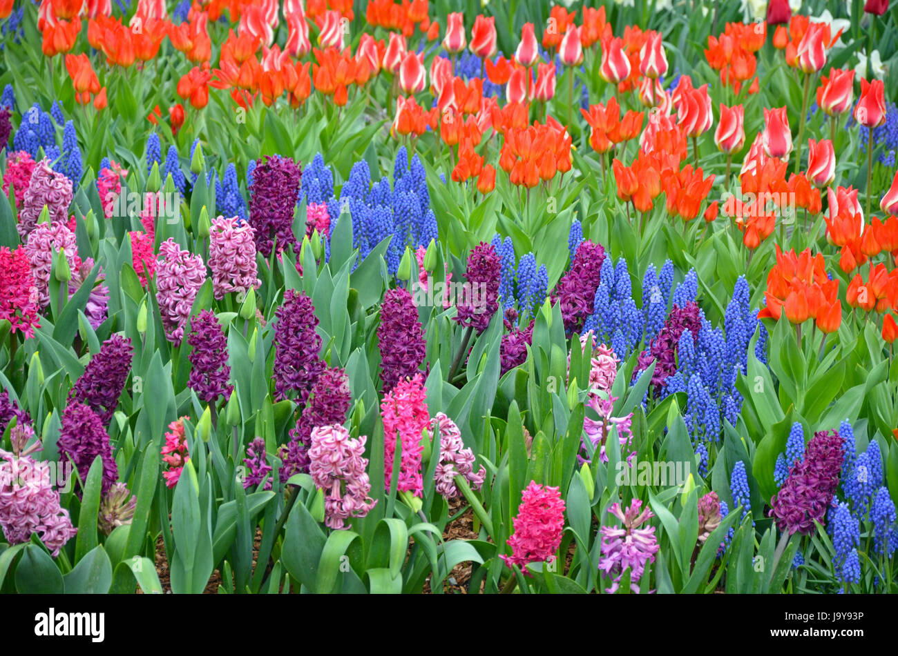 Jardin de fleurs de jacinthe colorés Banque D'Images