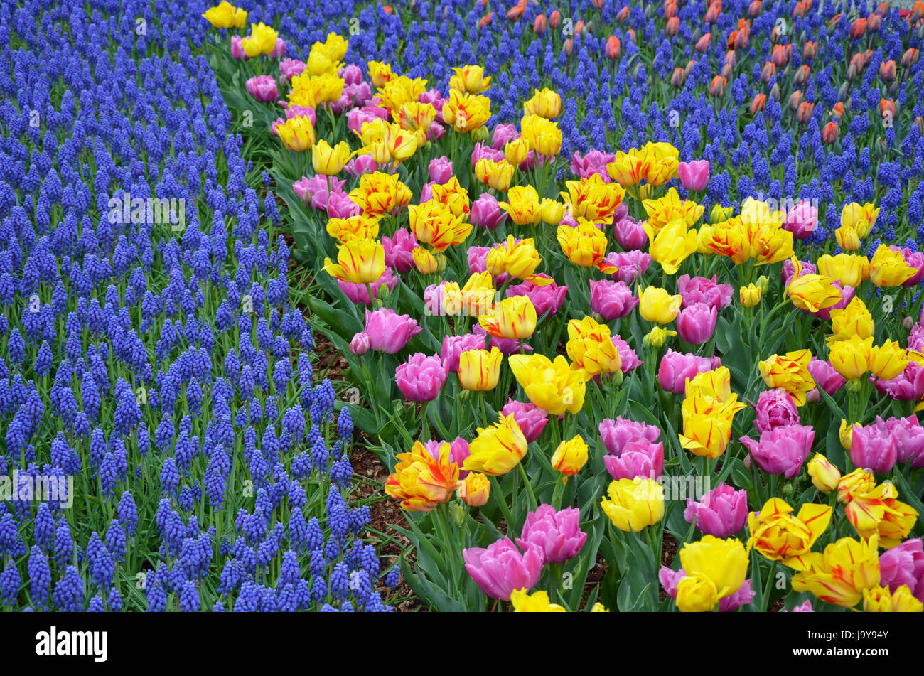Printemps coloré tulipes et jacinthes jardin fleuri Banque D'Images