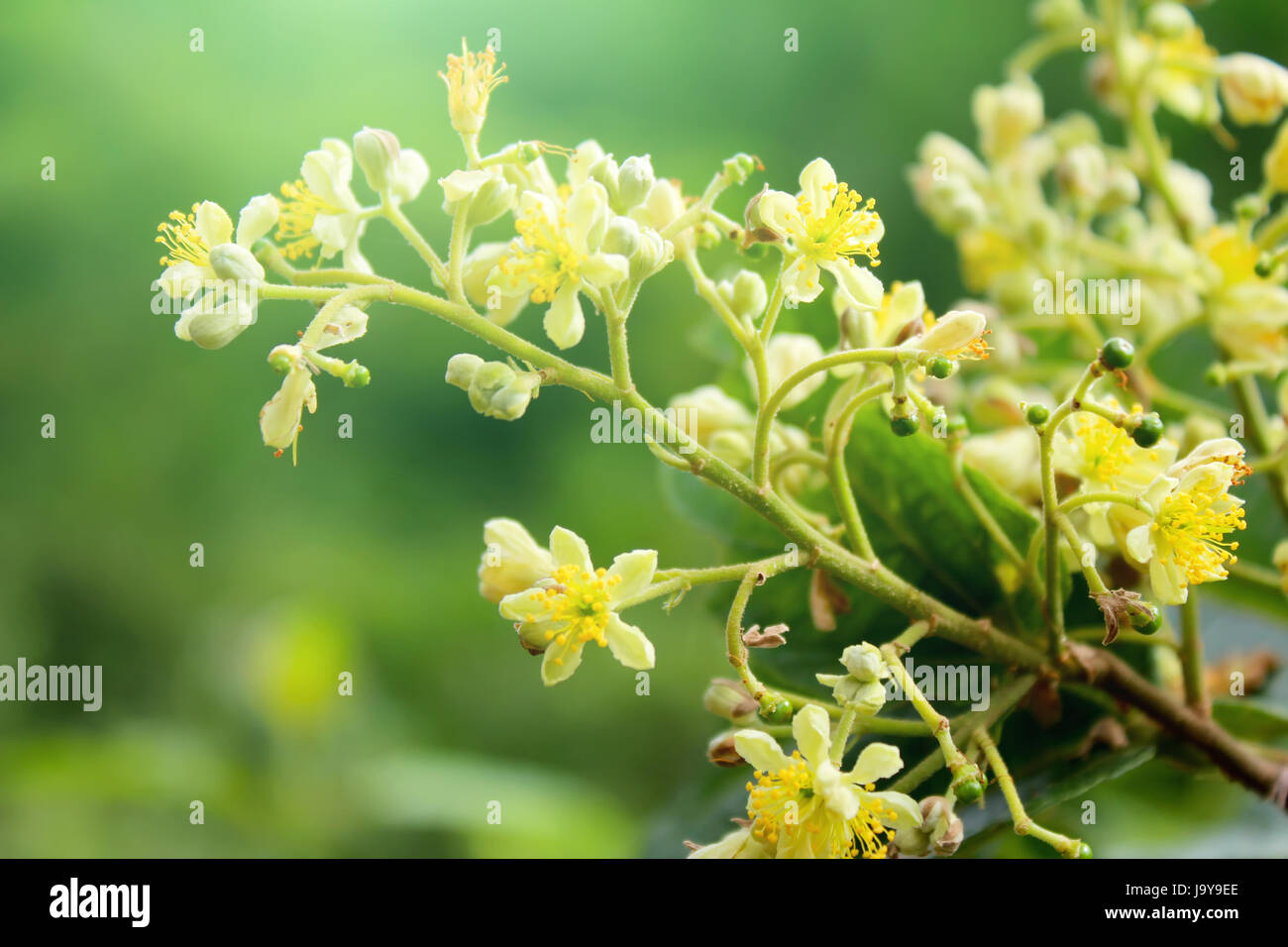 A proximité, la nourriture, l'aliment, belle, beauteously, nice, feuille, santé, macro, Banque D'Images