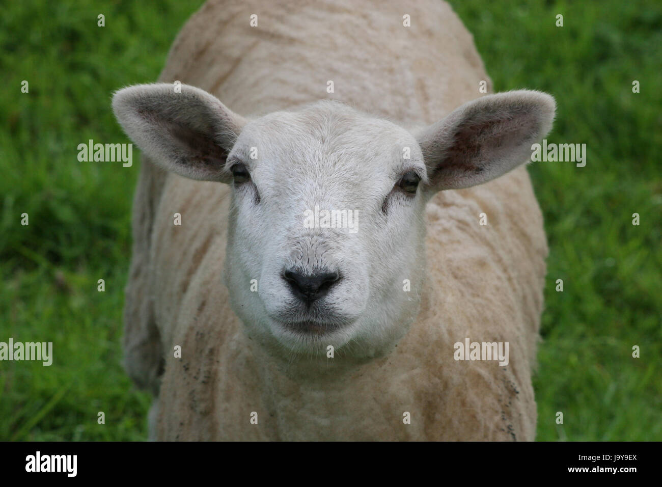 Les oreilles, de moutons, de la laine, de mouton, de prairie, de l'agneau,  eco, animal, mammifère, la faim, l'argent Photo Stock - Alamy