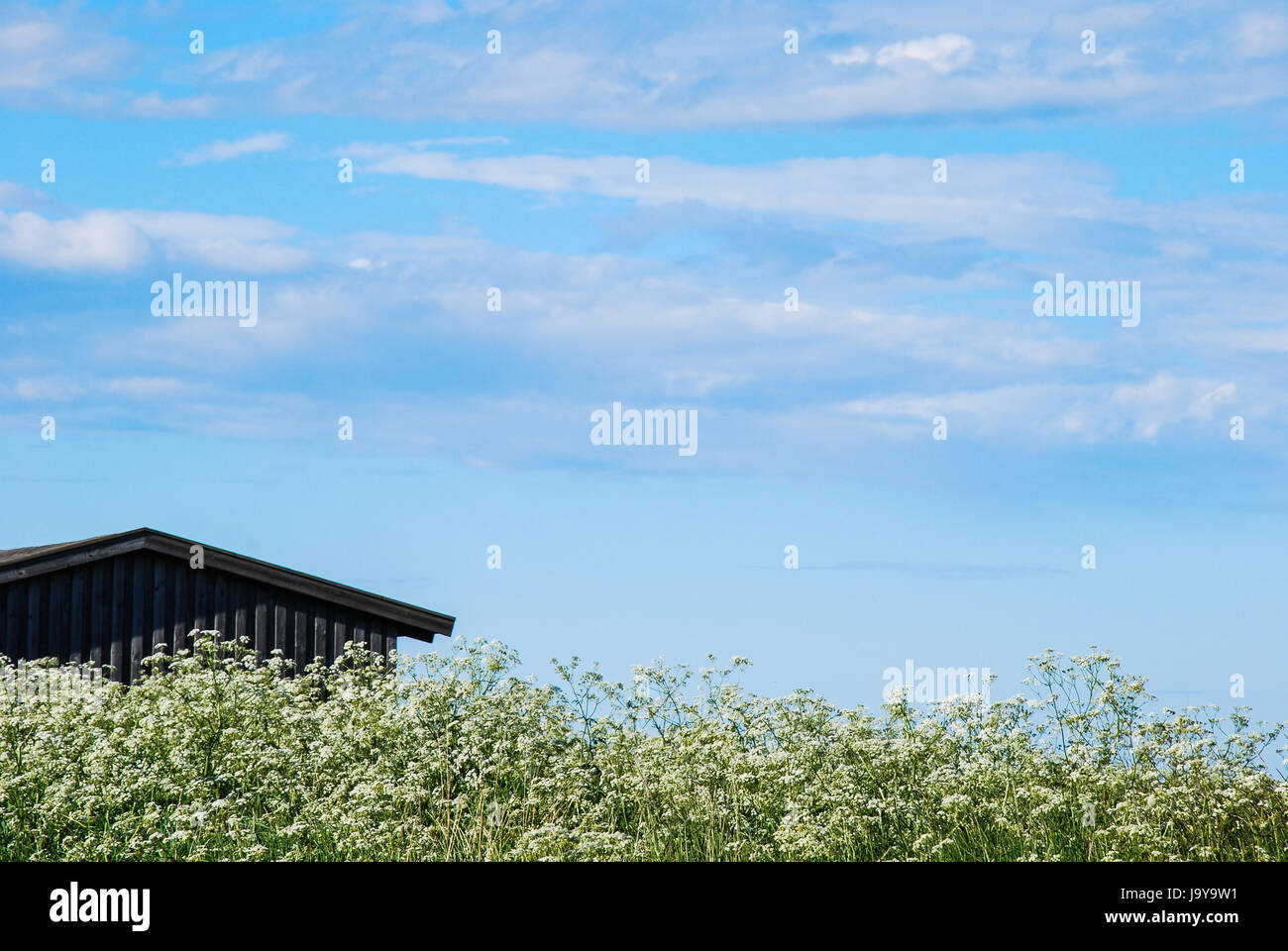 Cloud, bleu, fleur, fleurs, plantes, flore, l'été, summerly, la Suède, l'oeil, Banque D'Images