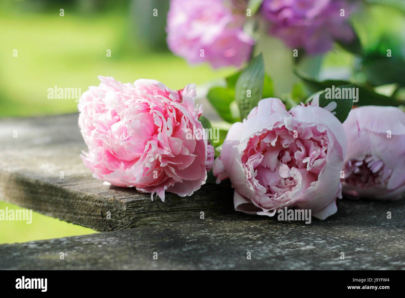 Still Life, temps libre, temps libre, loisirs, loisirs, jardin, fleur, Banque D'Images