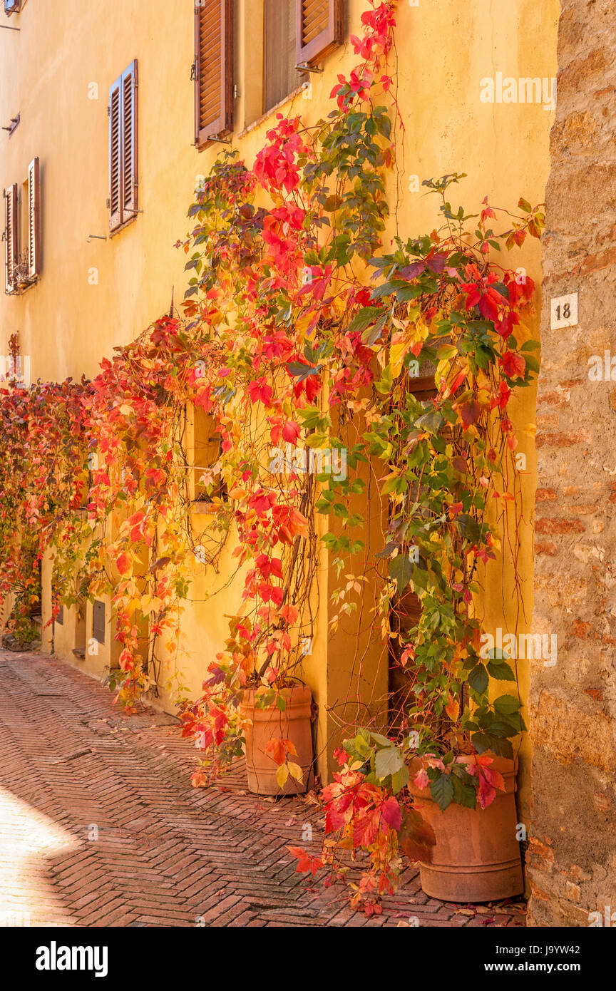 Les feuilles d'automne à Pienza, Toscane - Italie Banque D'Images