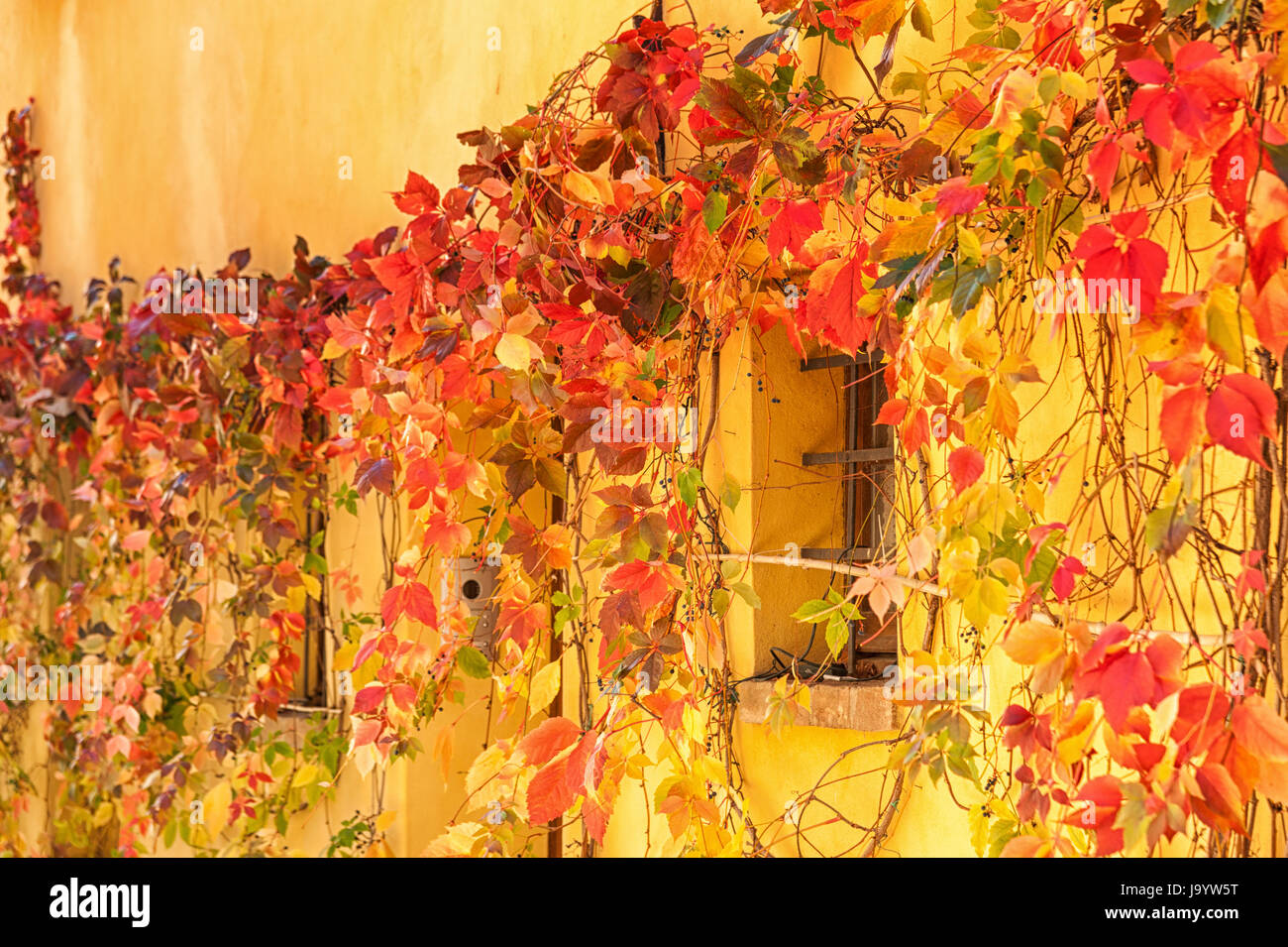 Les feuilles d'automne à Pienza, Toscane - Italie Banque D'Images