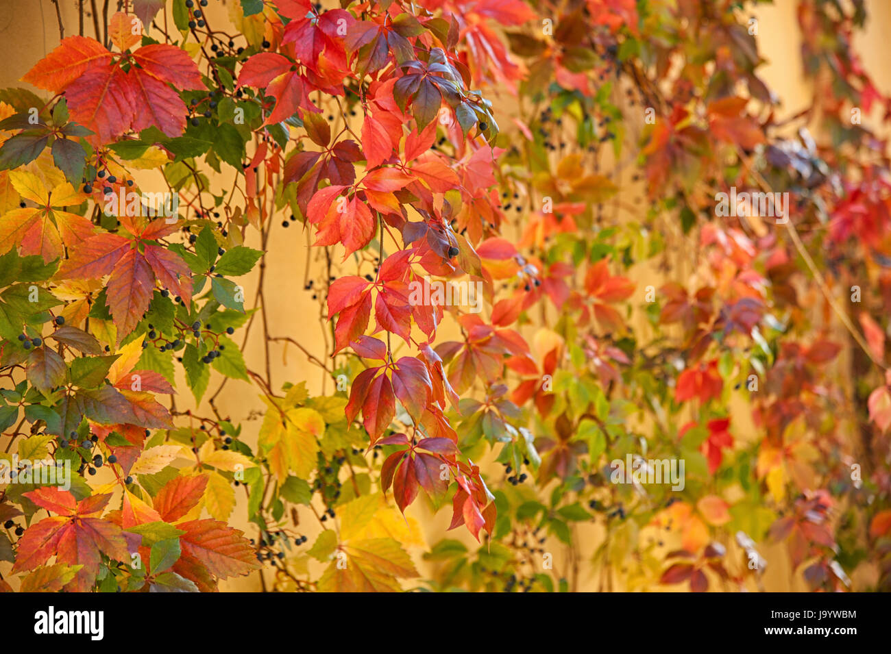 Les feuilles d'automne à Pienza, Toscane - Italie Banque D'Images
