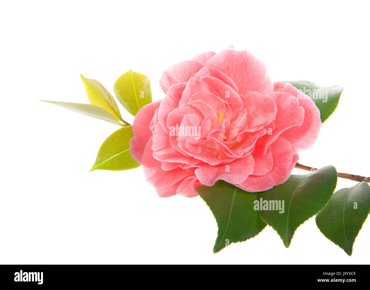 Une seule fleur de Camélia sur une branche feuillue isolé sur fond blanc Banque D'Images