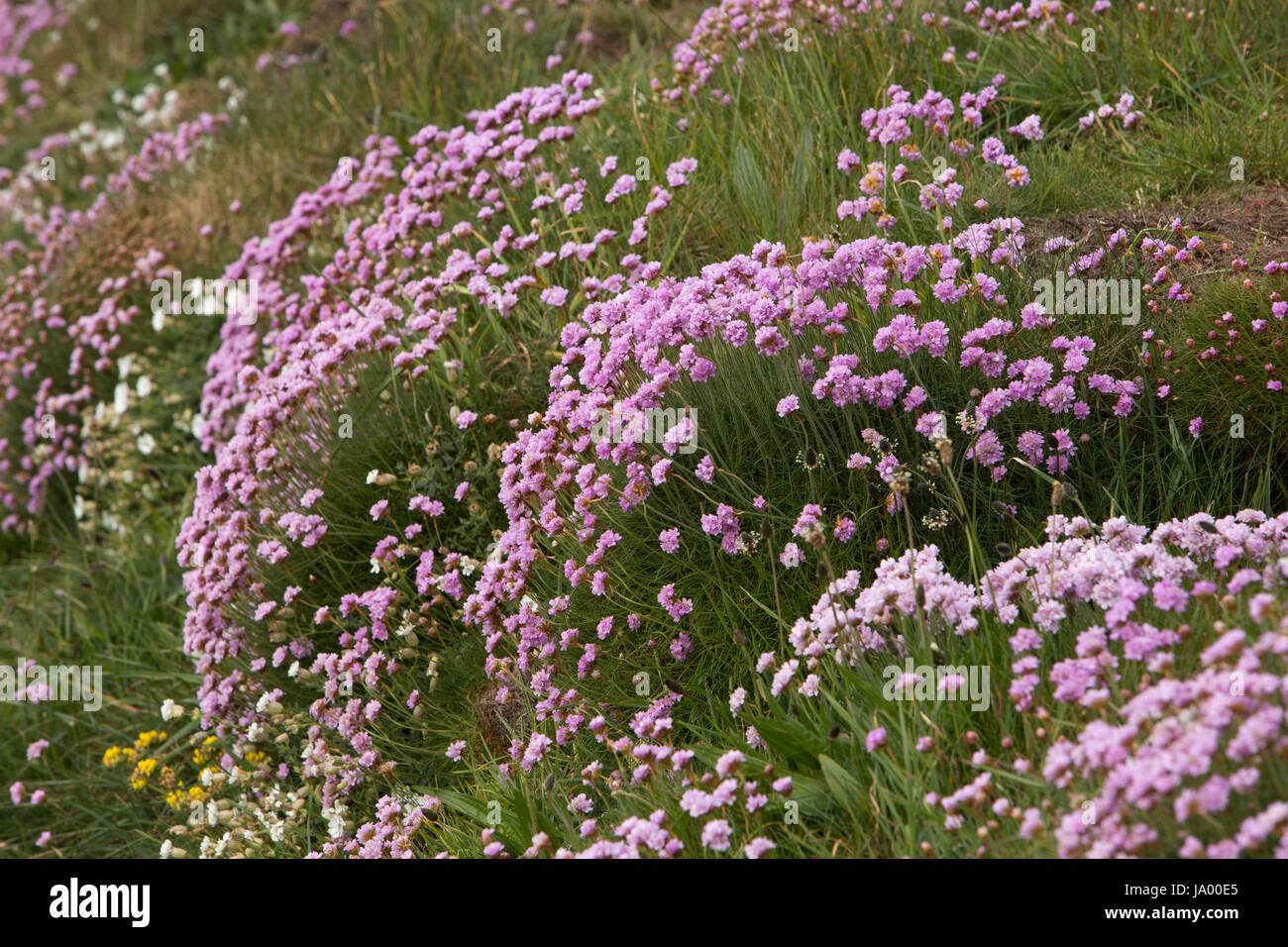 Royaume-uni, Pays de Galles, Pembrokeshire, Solva, Rose l'épargne, l'Armeria maritima, poussant sur falaise Banque D'Images