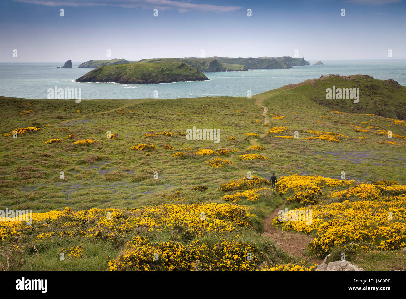 Royaume-uni, Pays de Galles, Pembrokeshire, Martin's Haven, Midland et l'île de Skomer Isle Banque D'Images