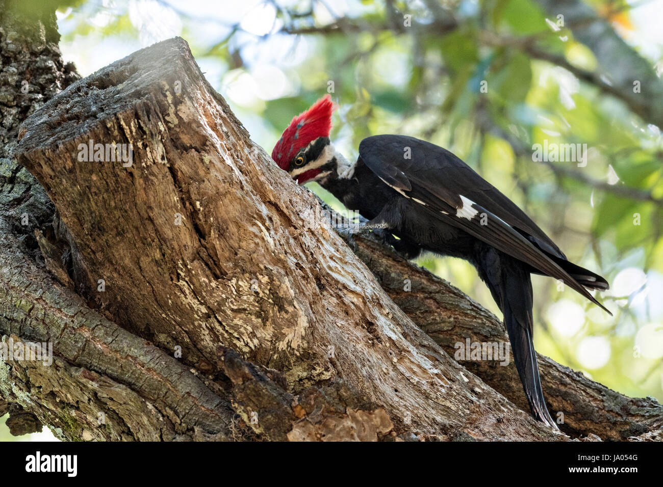 Un homme adulte le sud du grand pic chasse les insectes sur un live Oak tree à Mount Pleasant, Caroline du Sud. La corneille d'oiseaux de taille moyenne est le deuxième plus grand pic en Amérique du Nord. Banque D'Images