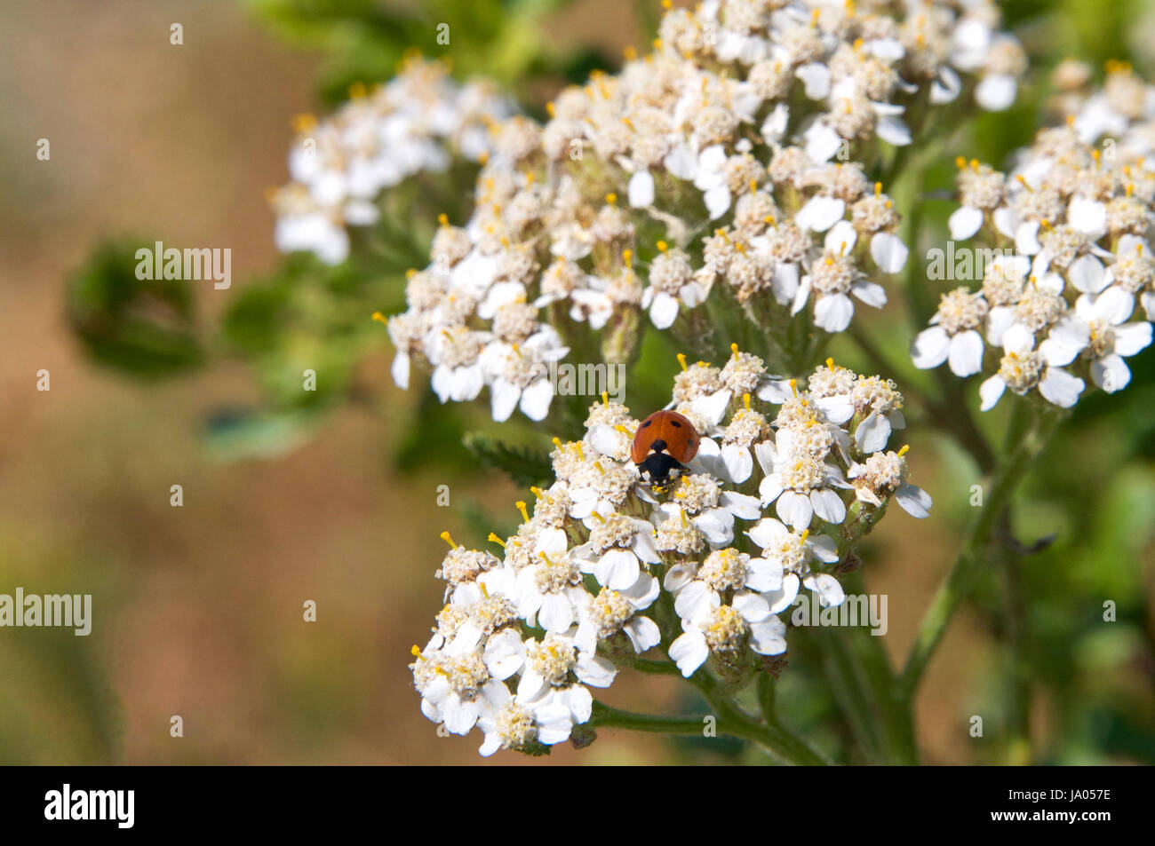 Une coccinelle (Coccinellidae) sur Daucus carota, dont les noms communs : carotte sauvage, Bird's Nest, Bishop's lace, et Queen Anne's lace Banque D'Images