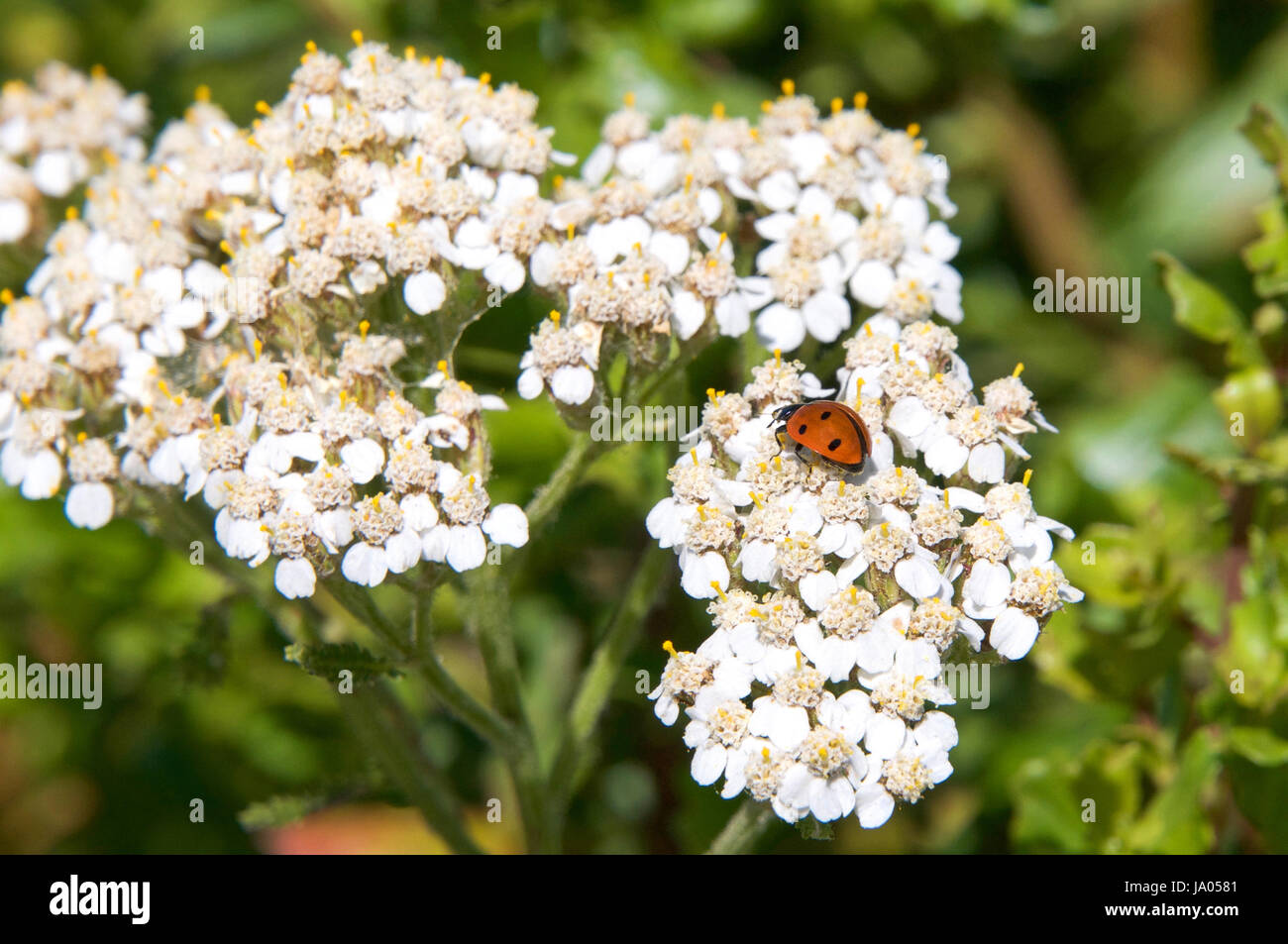 Nid de coccinelle Banque de photographies et d’images à haute