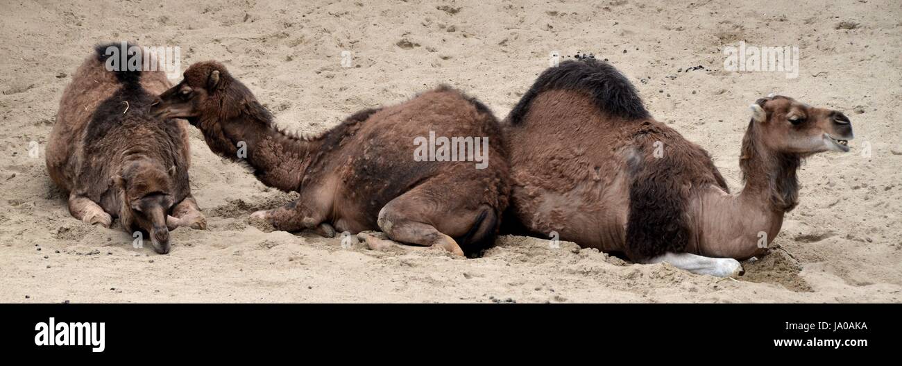 Les animaux, chameau, bête de somme, de la vie, existent, existence, vie, vie, vivre, Banque D'Images