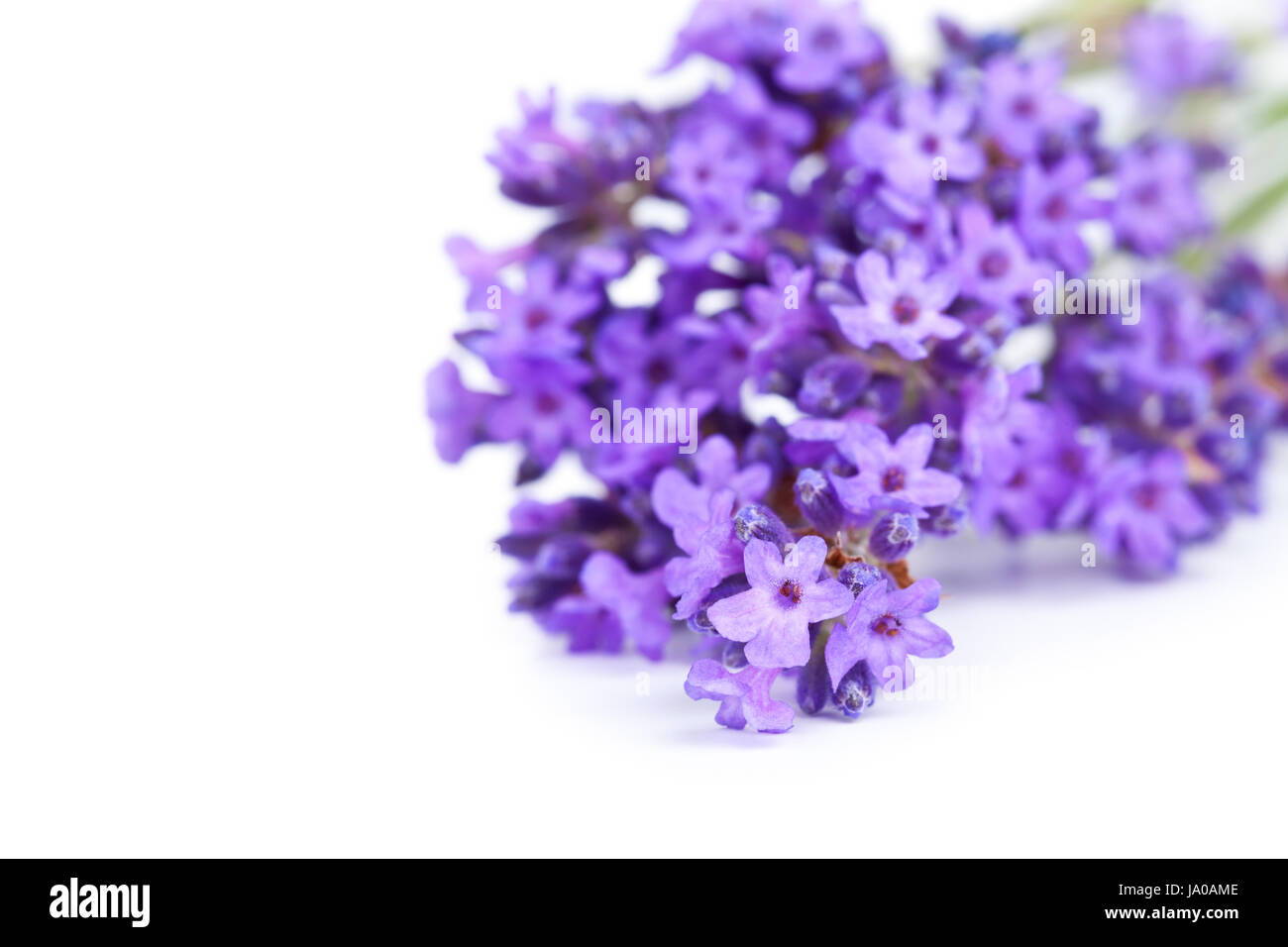 Isolés, fleur, fleurs, plantes, herbes, lavande, bouquet, blanc, nature, Banque D'Images