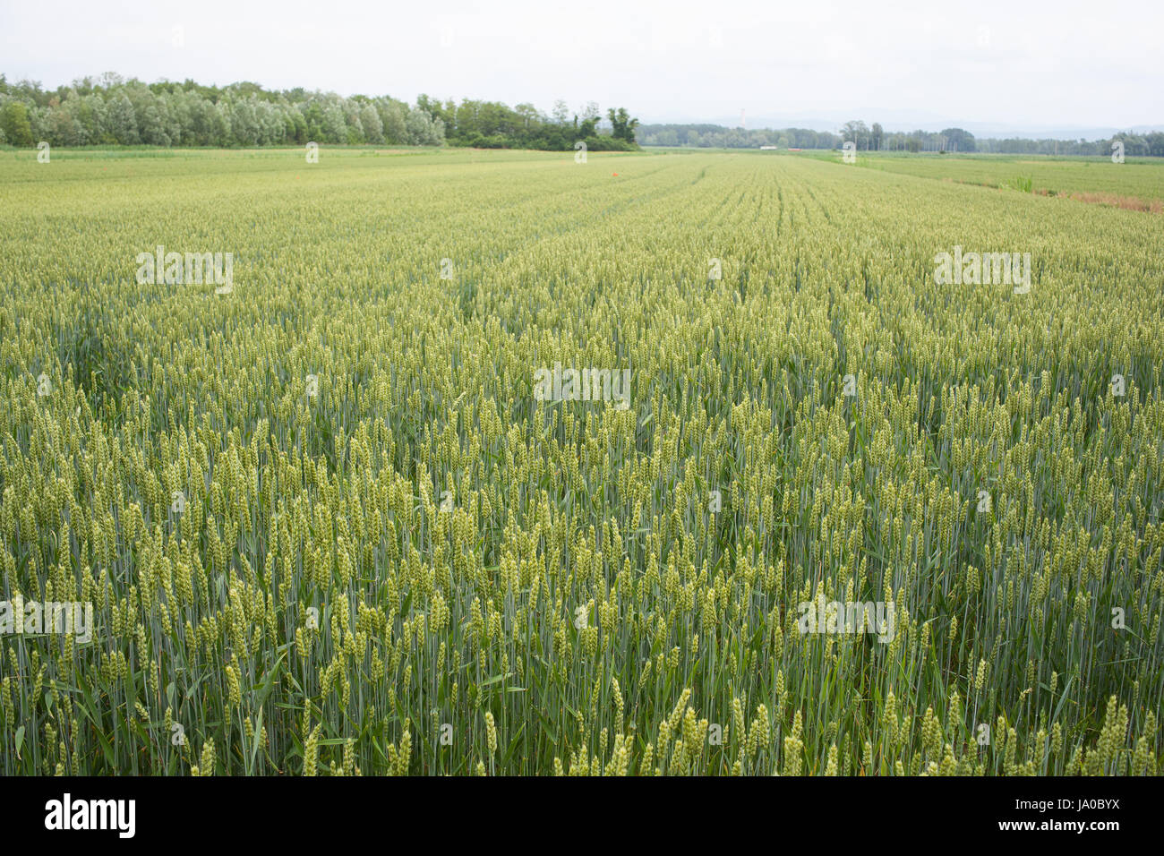 Domaine, la culture, les plantes, l'espace, de l'agriculture, de l'agriculture, de l'été, sur le terrain, Banque D'Images